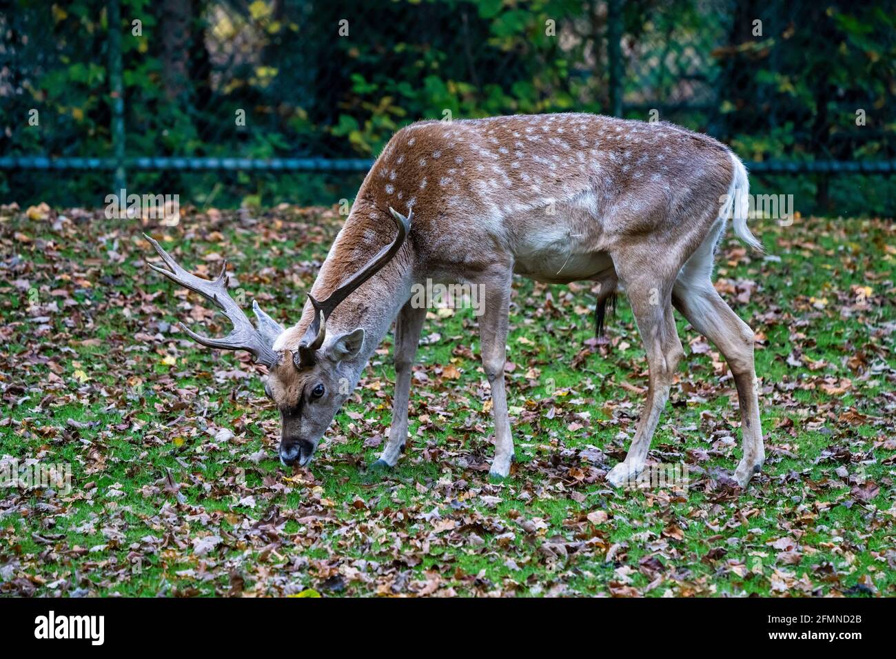 Le daim, Dama mesopotamica est un mammifère ruminant de la famille des cervidés. Banque D'Images