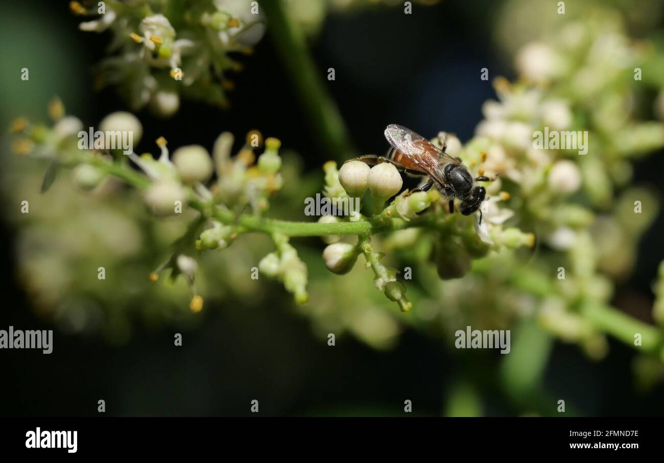 Abeille collecte de pollen cherchant nectar sur Clausena Harmandiana fleur avec fond vert naturel et noir, Banque D'Images Abeille collecte de pollen cherchant nectar sur Clausena Harmandiana fleur avec fond vert naturel et noir, Banque D'Images