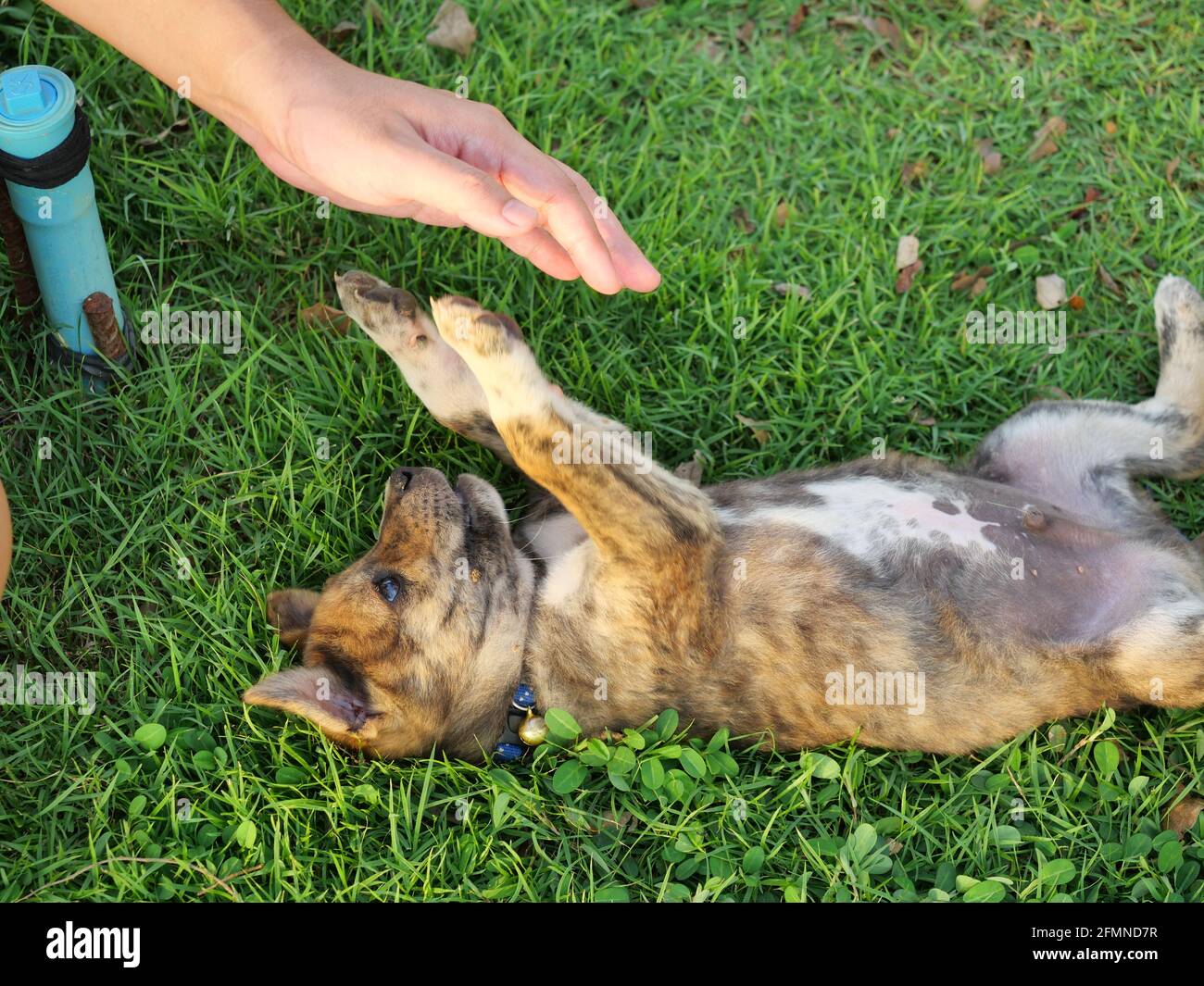 Le Chiot Marron Mignon Allonge Sur Son Dos Sur La Pelouse Verte Le Bebe Chien Avec Ses Pieds Accroissant La Main Humaine Sur La Terre De L Herbe Le Comportement Espiegle Des Animaux Le Chiot Marron Mignon Allonge Sur Son Dos Sur La Pelouse Verte Le Bebe Chien Avec Ses Pieds Accroissant La Main Humaine Sur La Terre De L Herbe Le Comportement Espiegle Des Animaux