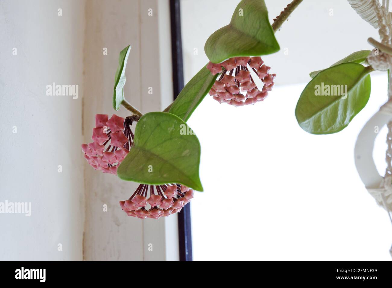 cires bourgeons de plantes en gros plan. homeflower rare. feuilles cireuses et fleurs roses Banque D'Images