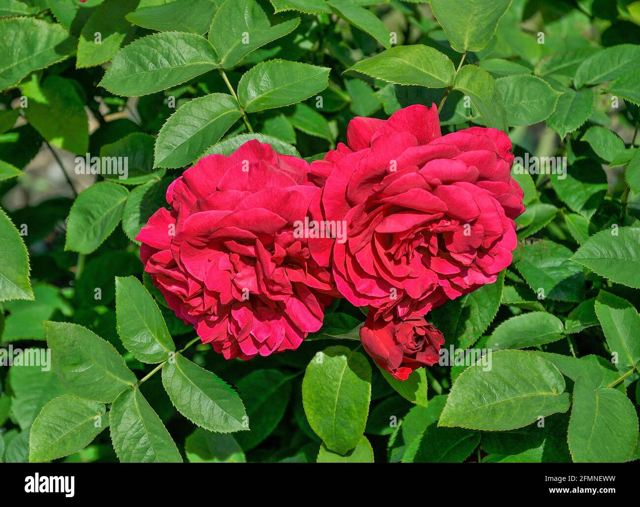 Trois belles roses rouges avec des feuilles vertes dans le jardin gros plan - été fond floral. Carte de voeux ou jardinage / horticulture ou floricultu Banque D'Images