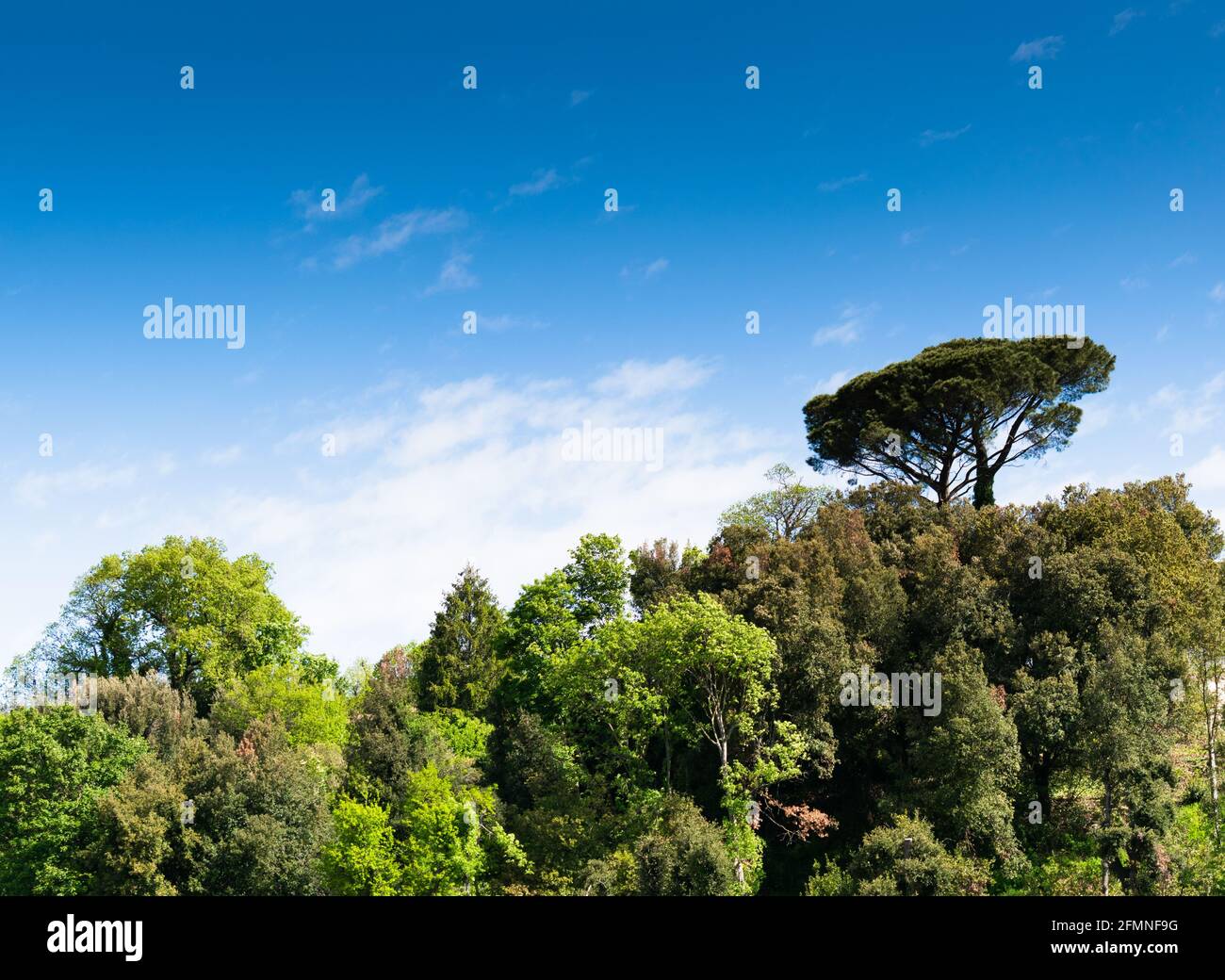 Pins dans les bois de Nemi, Castelli Romani, Italie Banque D'Images