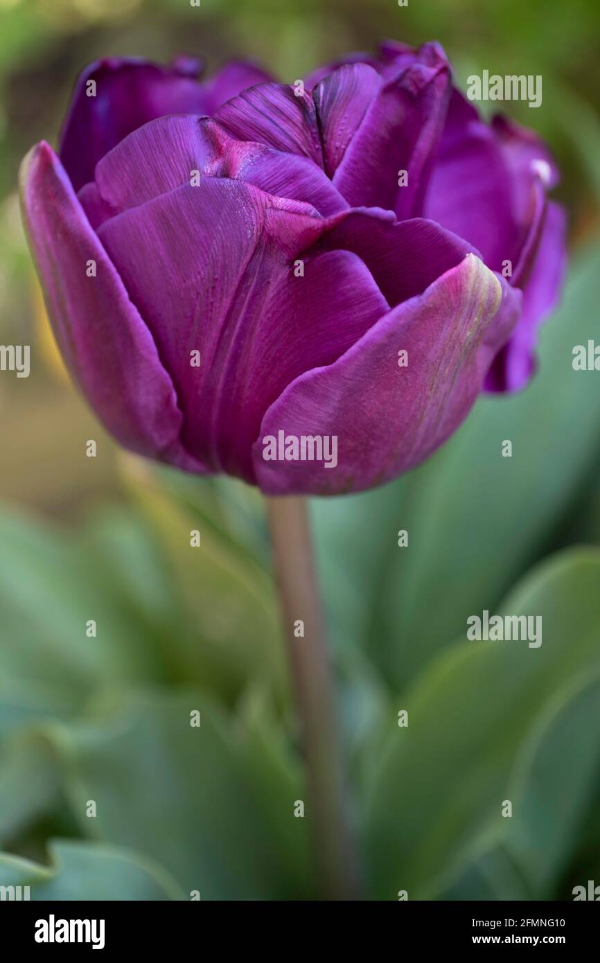 Fleur de tulipe péonnière pourpre avec pétales, feuilles et tige dans un brouillé. Faible profondeur de champ Banque D'Images