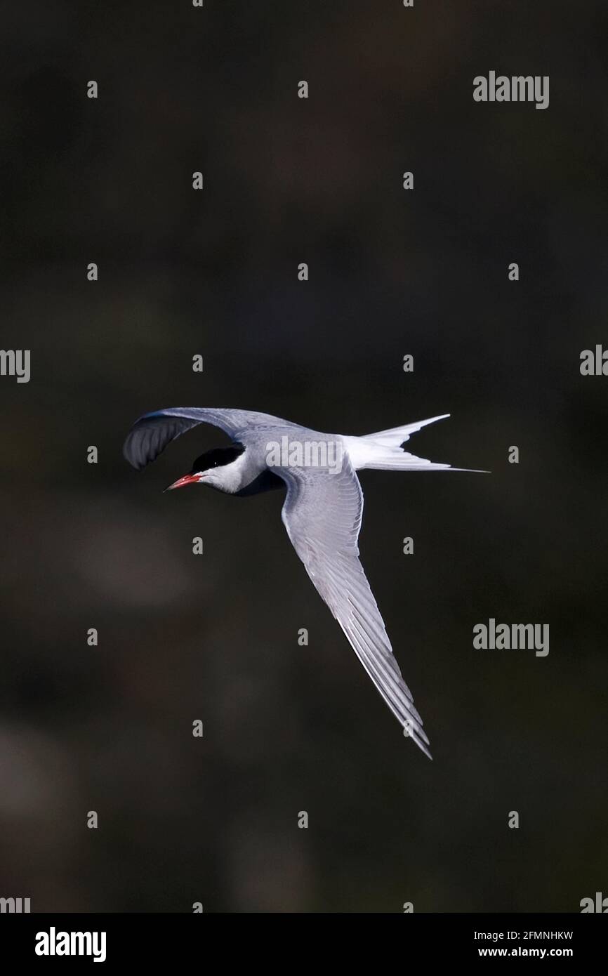 Vol à la sterne commune (Sterna hirundo) Banque D'Images