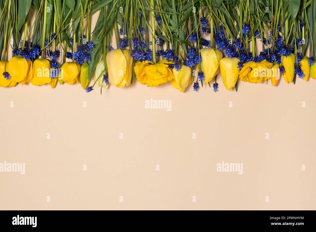 Belles fleurs de tulipe avec un endroit pour le texte de dessous. Vue de la mise en page ci-dessus pour les ventes de vêtements, le 8 mars et les autres jours fériés Banque D'Images