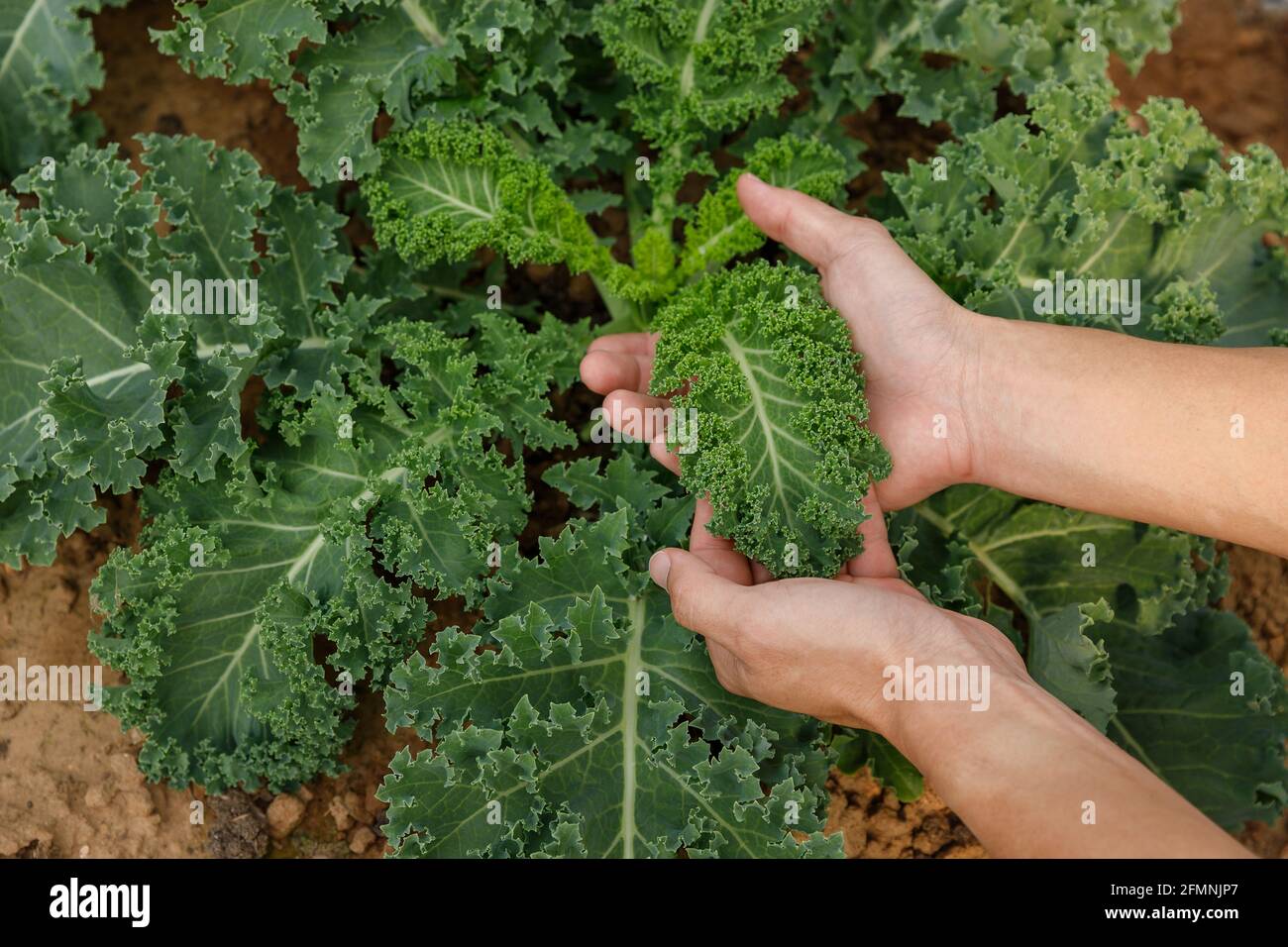 Jardinier tenant la feuille de chou pour la qualité de l'inspection dans la ferme biologique. Banque D'Images