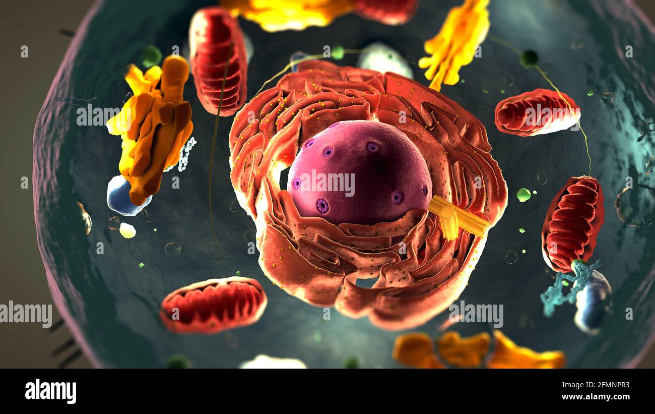 Sous-unités à l'intérieur de la cellule eucaryote, du noyau et des organelles et de la membrane plasmique - illustration 3d Banque D'Images