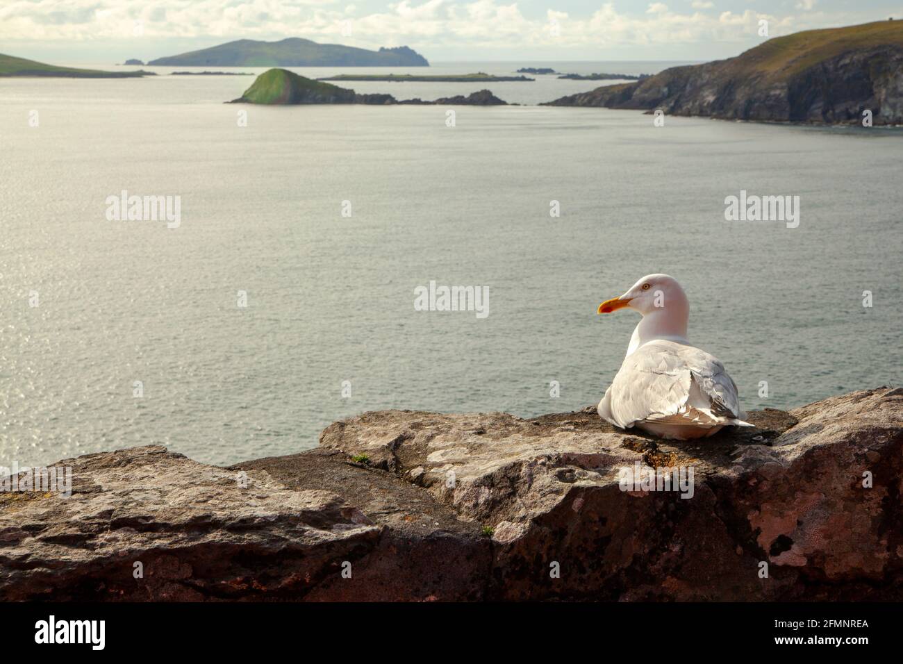 Un mouette assise sur un mur de pierre avec la mer dedans L'arrière-plan dans la péninsule de Dingle en Irlande Banque D'Images