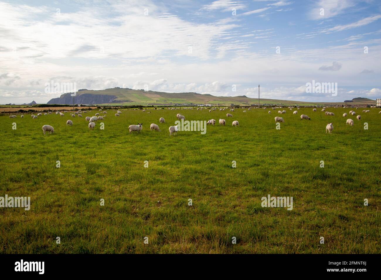 Moutons paître sur un magnifique pâturage vert dans la péninsule de Dingle Irlande Banque D'Images