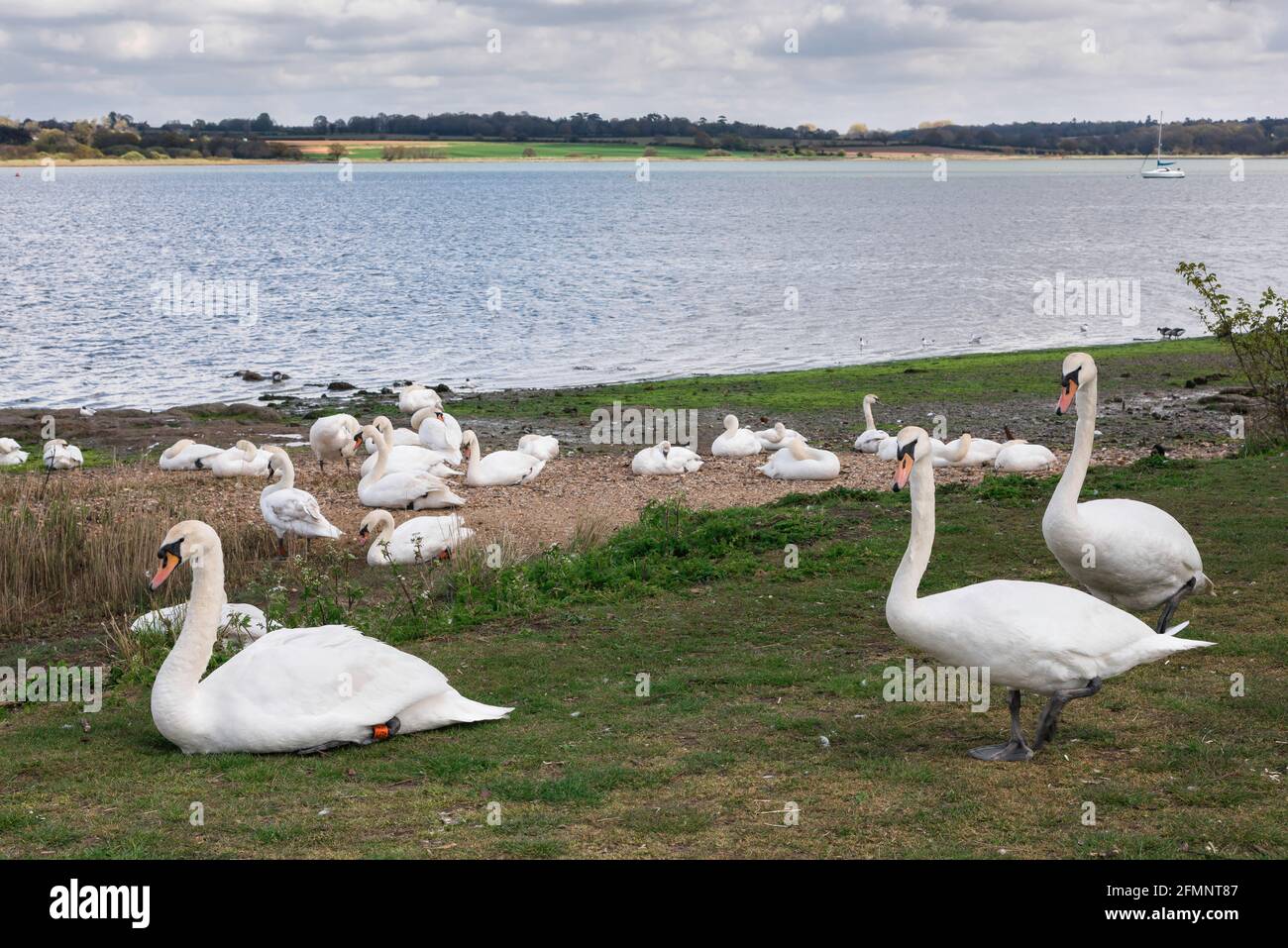 Cygnes manningtree, vue des cygnes qui se reposent sur le côté Essex de la rivière Stour; la rivière forme la frontière du Suffolk d'Essex, Manningtree, Essex, Royaume-Uni Banque D'Images