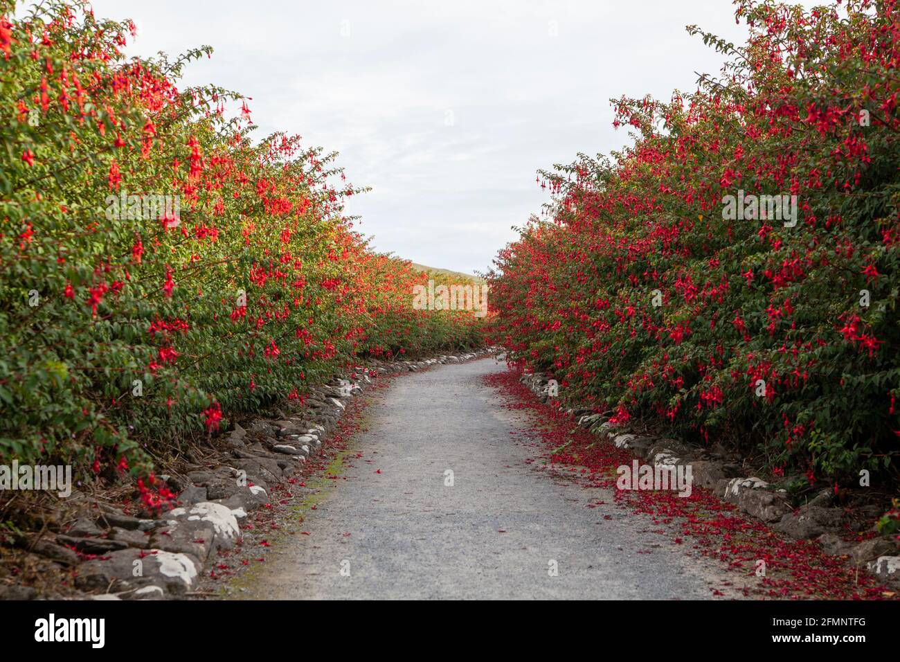 Chemin entouré de magnifiques fuchsias rouges Banque D'Images