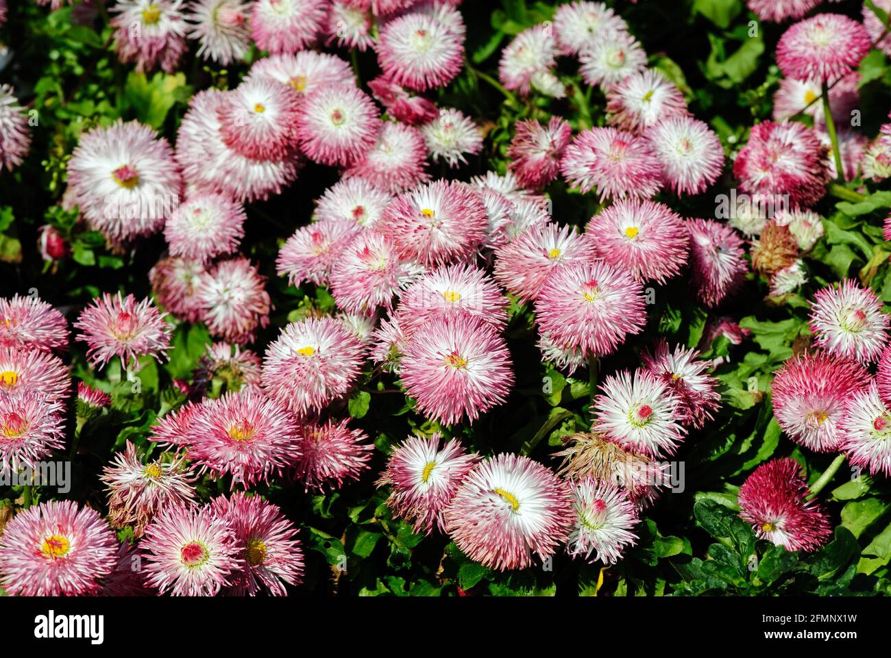 Fleurs populaires de printemps Daisy bellis Pomponette fleurir dans le jardin Banque D'Images