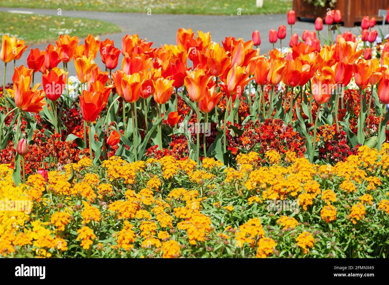 Belles fleurs de printemps fleurs rouges Tulips dans le jardin , Banque D'Images