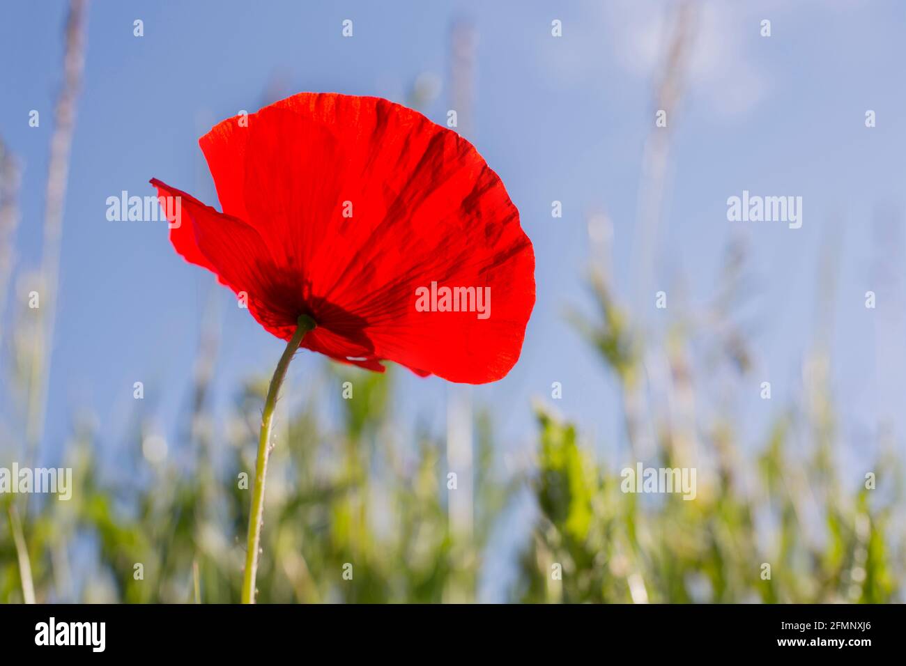 Gros plan d'une fleur rouge d'un coquelicot dans un prairie contre ciel bleu - accent sélectif sur la fleur Banque D'Images