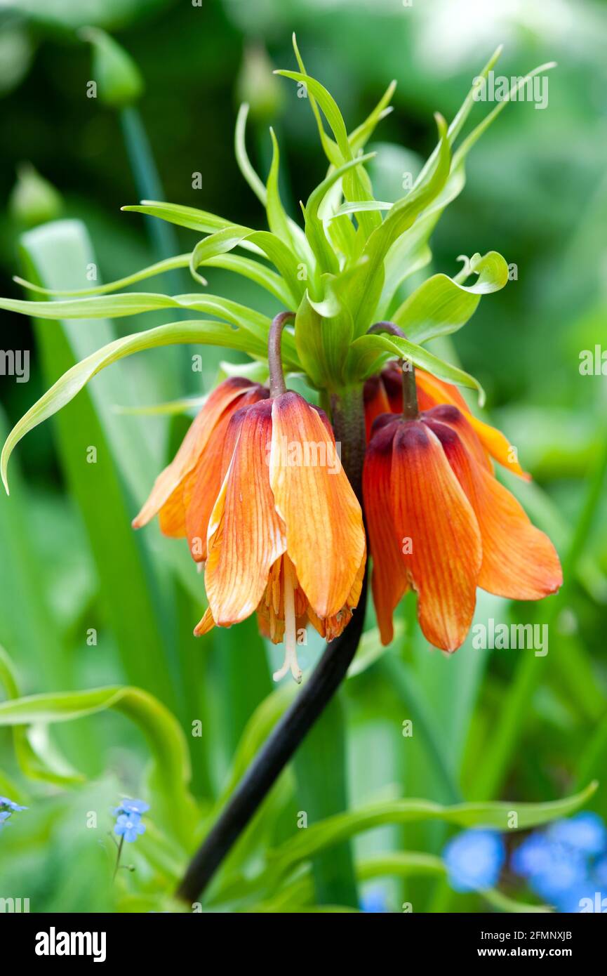 Les Liliaceae Crown Imperial (Fritilaria imperarialis) fleurissent dans le jardin Banque D'Images