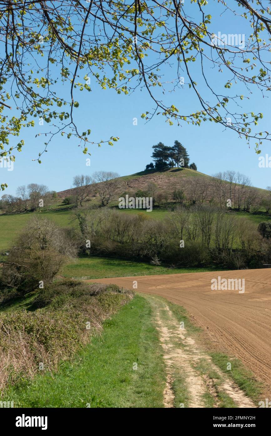 Vue sur Colmer's Hill, Symondsbury Estate, près de Bridport, Dorset, Angleterre, ROYAUME-UNI Banque D'Images
