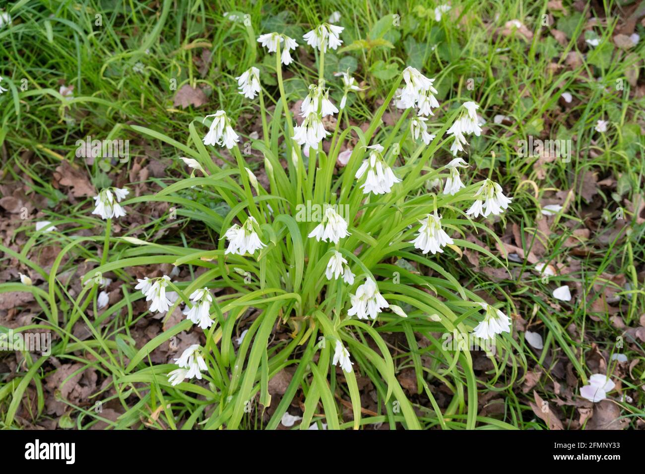 Le poireau à trois cornées (Allium triquetrum), qui est une plante à fleurs comestibles de printemps Banque D'Images