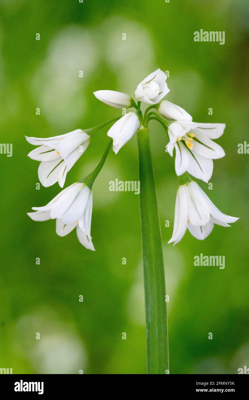 Le poireau à trois cornées (Allium triquetrum), qui est une plante à fleurs comestibles de printemps Banque D'Images