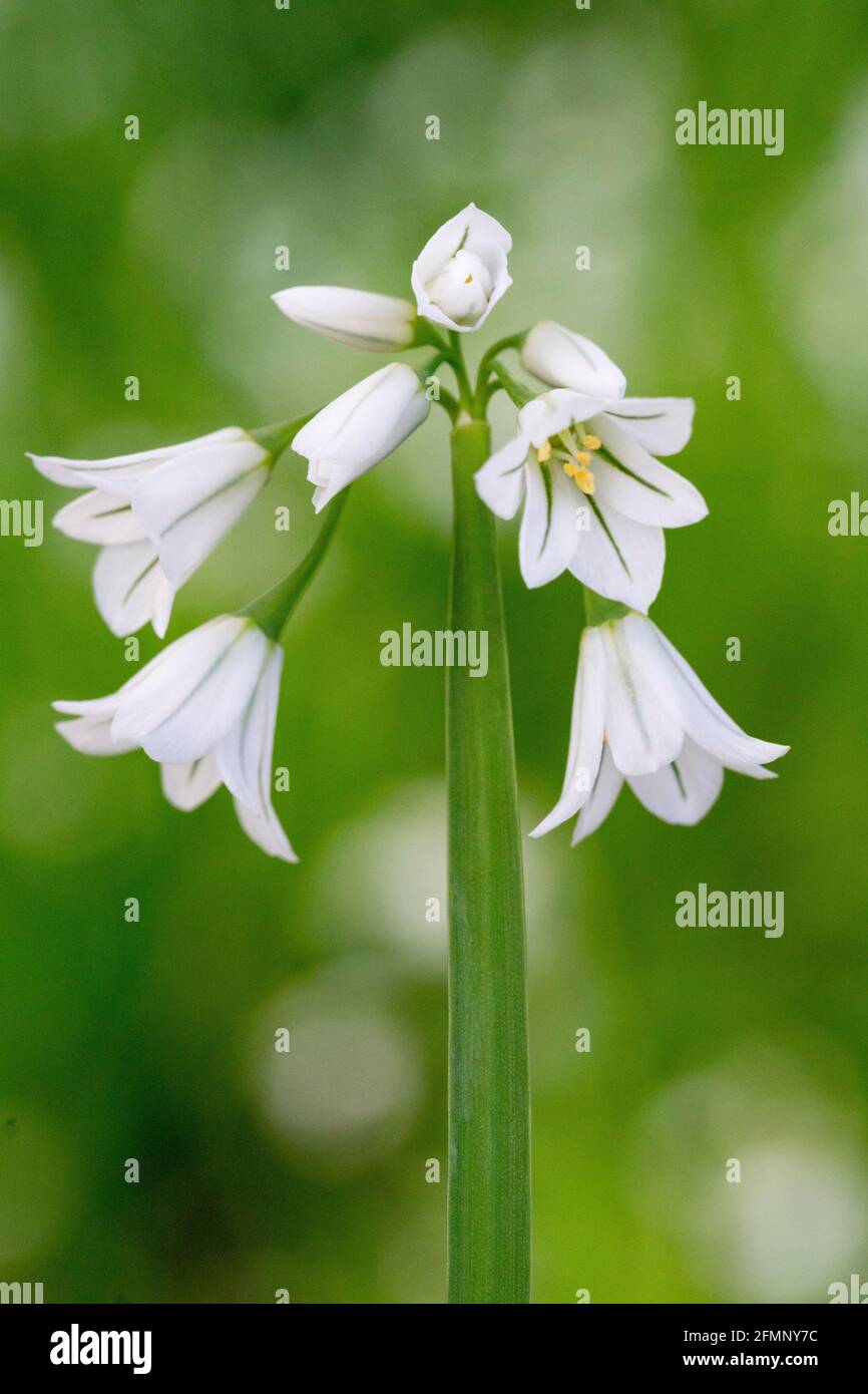 Le poireau à trois cornées (Allium triquetrum), qui est une plante à fleurs comestibles de printemps Banque D'Images