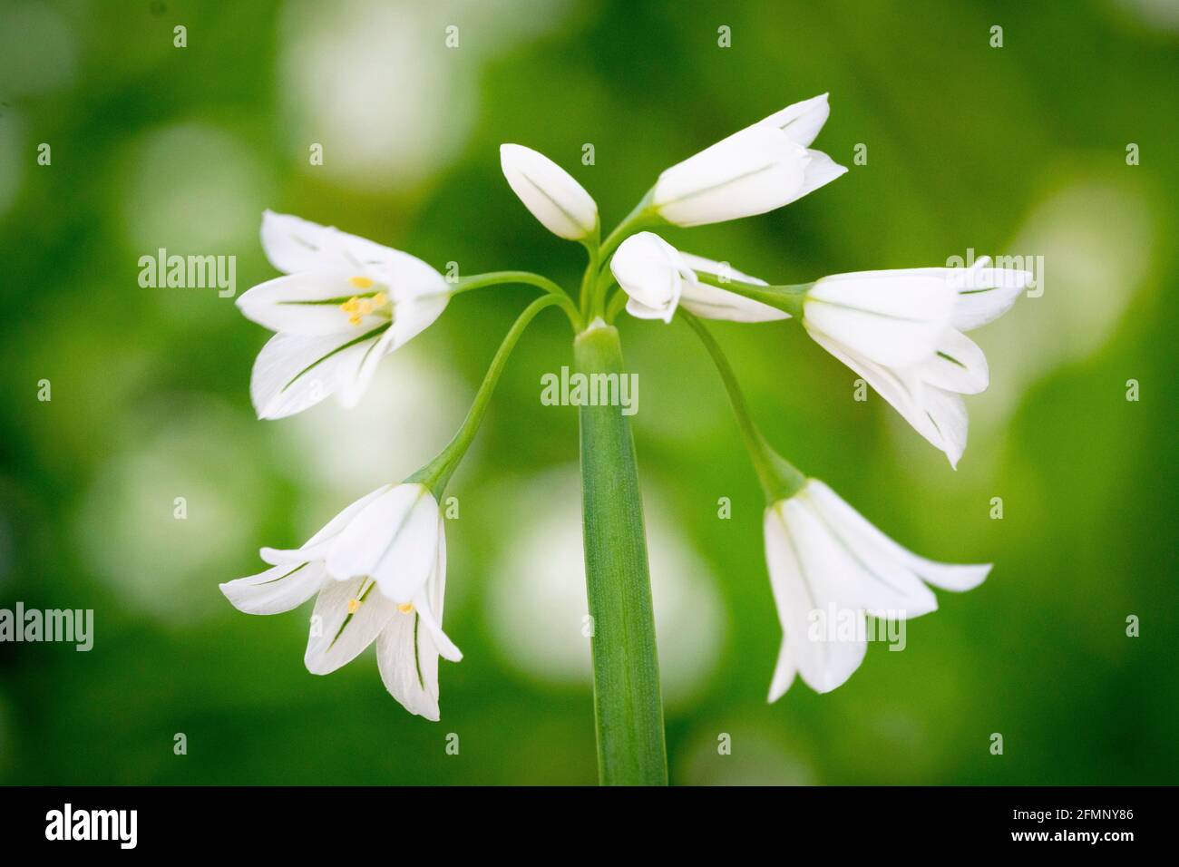 Le poireau à trois cornées (Allium triquetrum), qui est une plante à fleurs comestibles de printemps Banque D'Images