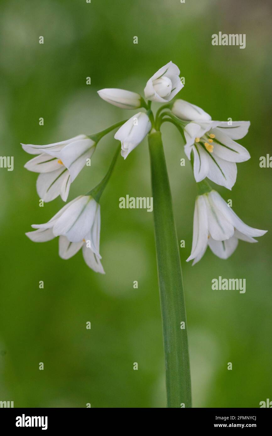 Le poireau à trois cornées (Allium triquetrum), qui est une plante à fleurs comestibles de printemps Banque D'Images