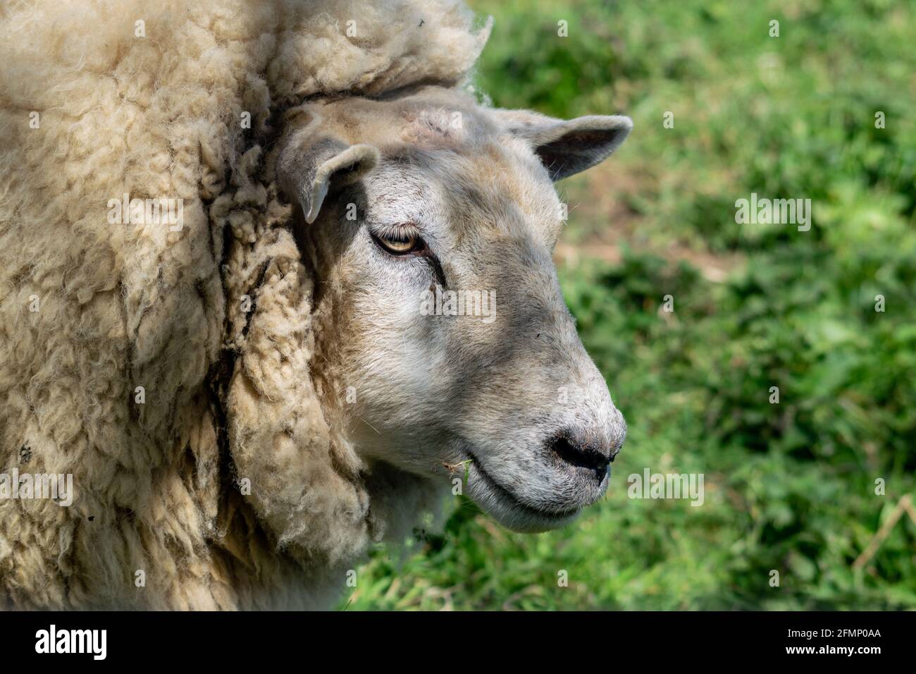 Serre-tête sans cheval, mouton tout doux avec beaucoup de laine cultivée,  bélier reposant à l'ombre par temps ensoleillé avec herbe verte et ciel  bleu clair dans le dos Photo Stock - Alamy