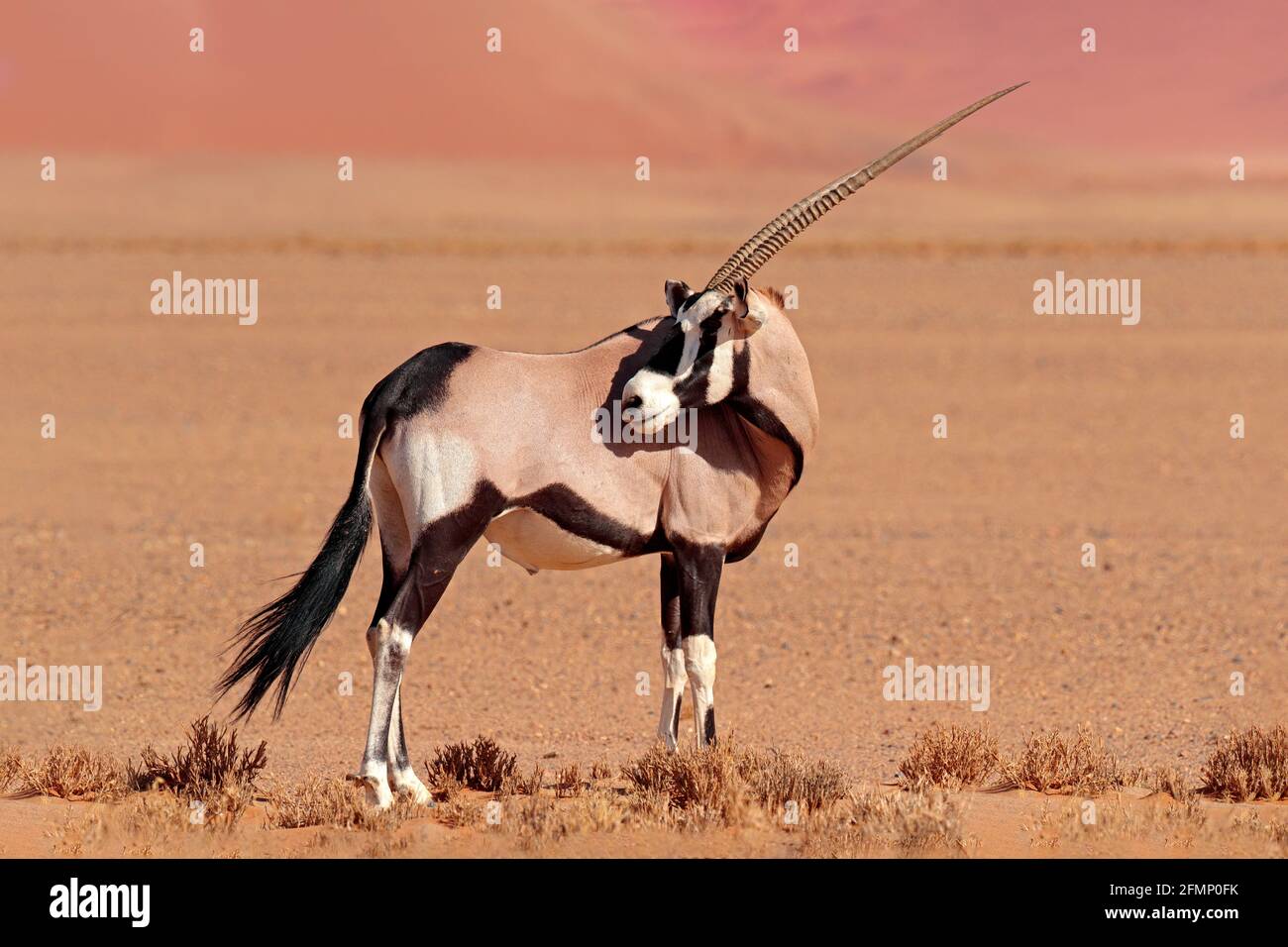 Gemsbok avec une dune de sable orange coucher de soleil. Gembuck, Oryx gazella, grand antilope dans l'habitat naturel, Sossusvlei, Namibie. Animaux sauvages dans le savan Banque D'Images
