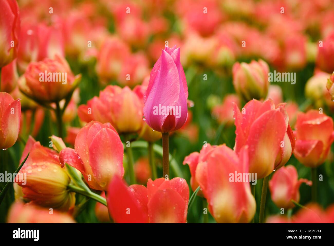 Une tulipe rose unique dans un jardin de tulipes rougeâtres du Festival des tulipes, Ottawa Canada Banque D'Images
