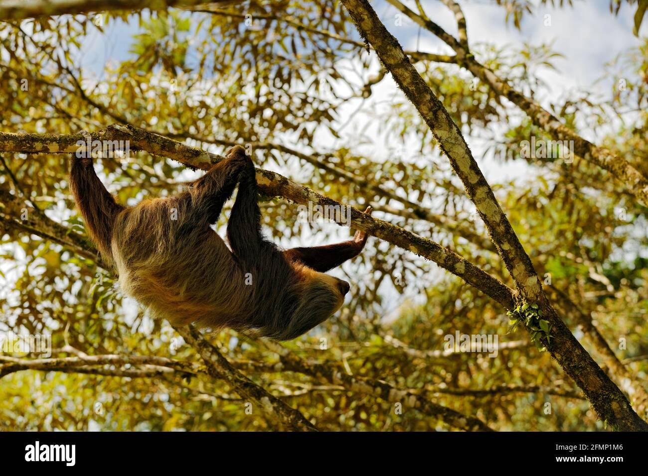 Paresseux dans l'habitat de la nature. Beau Sloth à deux doigts de Hoffman, Choloepus hoffmanni, grimpant sur l'arbre dans la végétation de forêt vert foncé. Animal mignon dedans Banque D'Images