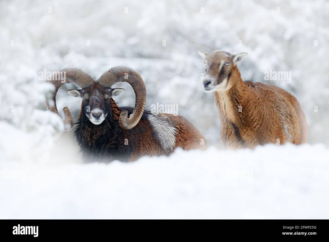 Mouflon, Ovis orientalis, animal corné dans un habitat naturel enneigé. Portrait en gros plan de mammifère à grosse corne, République tchèque. Végétation d'arbres enneigés, Banque D'Images