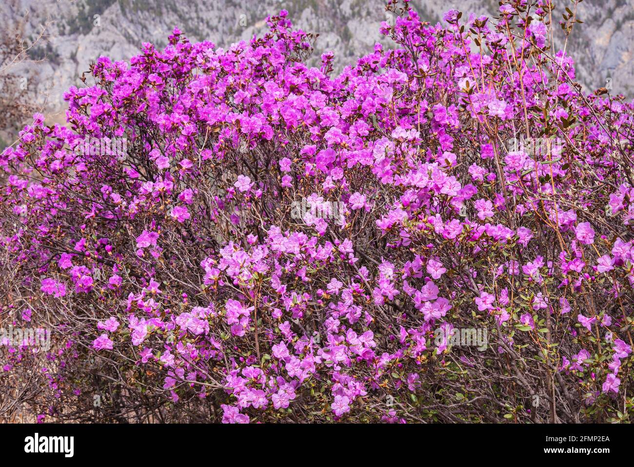 Magnifique fond floral de printemps avec des fleurs de rhododendron violet vif (Rhododendron Ledebour) contre le fond flou de montagnes. Altaï, Siberi Banque D'Images