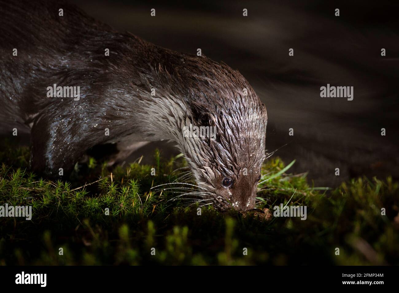 Gros plan d'une loutre eurasienne sauvage (Lutra lutra) marchant sur terre sentant une odeur de mousse (Bryophyta spec.) Banque D'Images