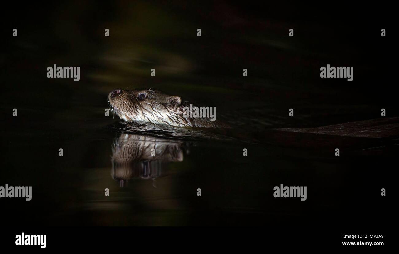 Une Otter eurasien sauvage (Lutra lutra) nageant la nuit Banque D'Images
