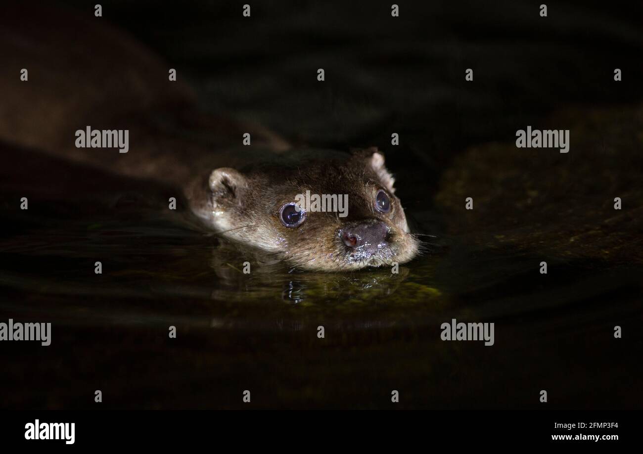 Portrait d'une loutre eurasienne sauvage (Lutra lutra) dans l'eau regardant la caméra dans la nuit Banque D'Images