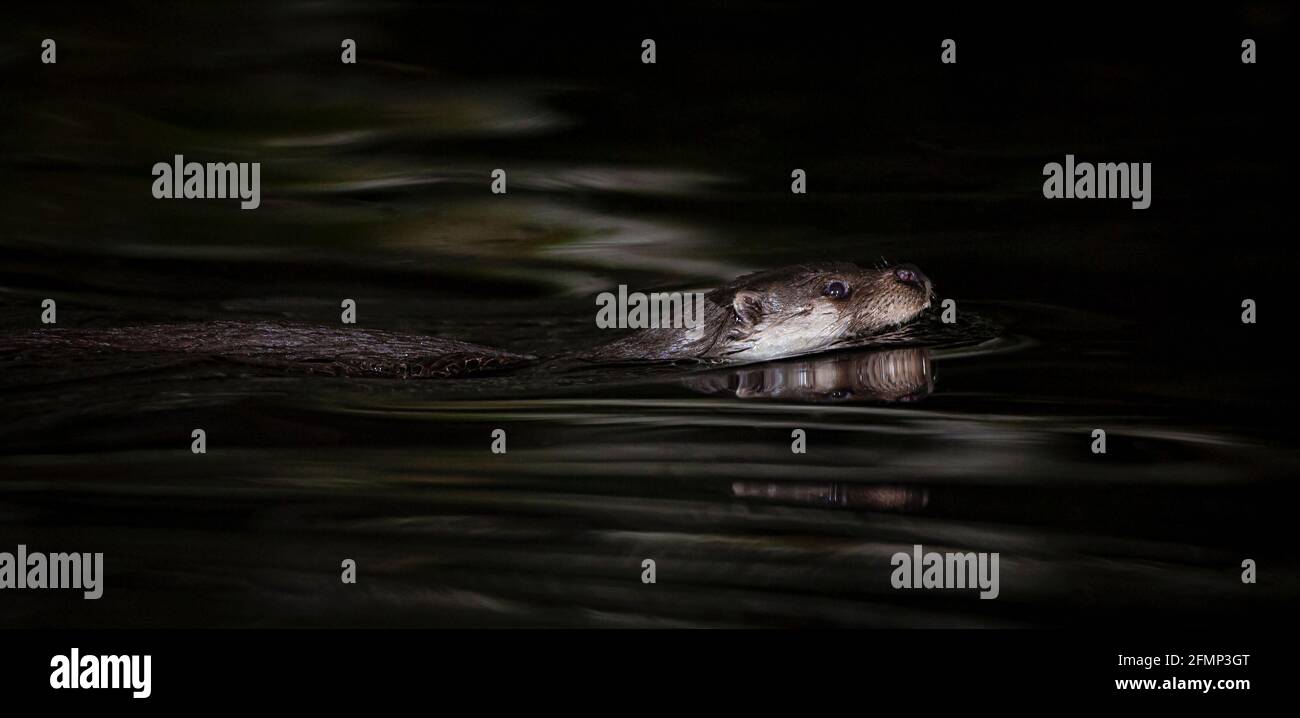 Une Otter eurasien sauvage (Lutra lutra) nageant la nuit Banque D'Images