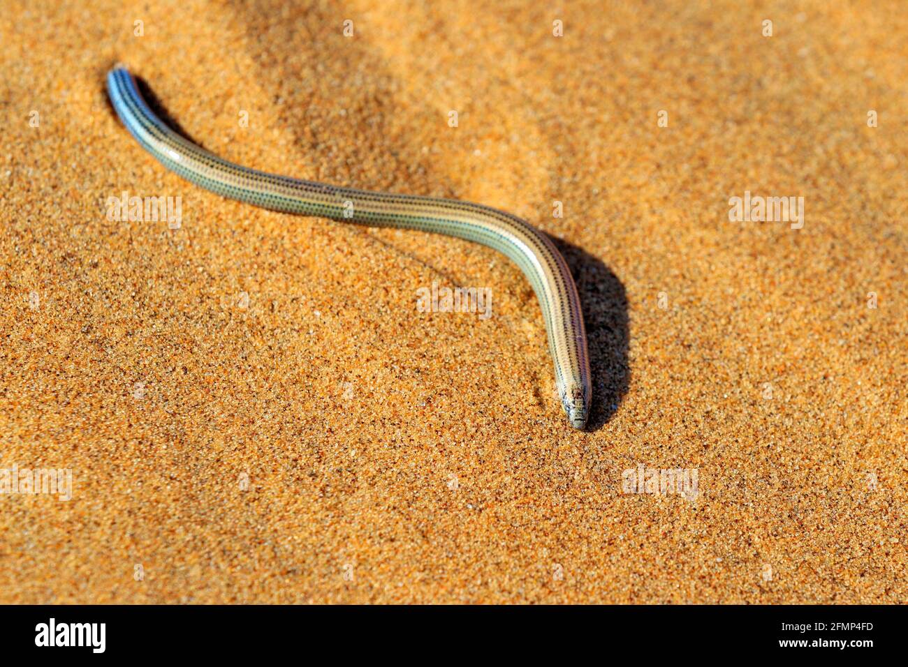 Le scinque de terriers de Fitzsimmons, Typlapontias brevipes, sur une dune de sable, Swakopmund, parc national de Dorob, Namibie. Animal du désert dans l'habitat, sable orange Banque D'Images