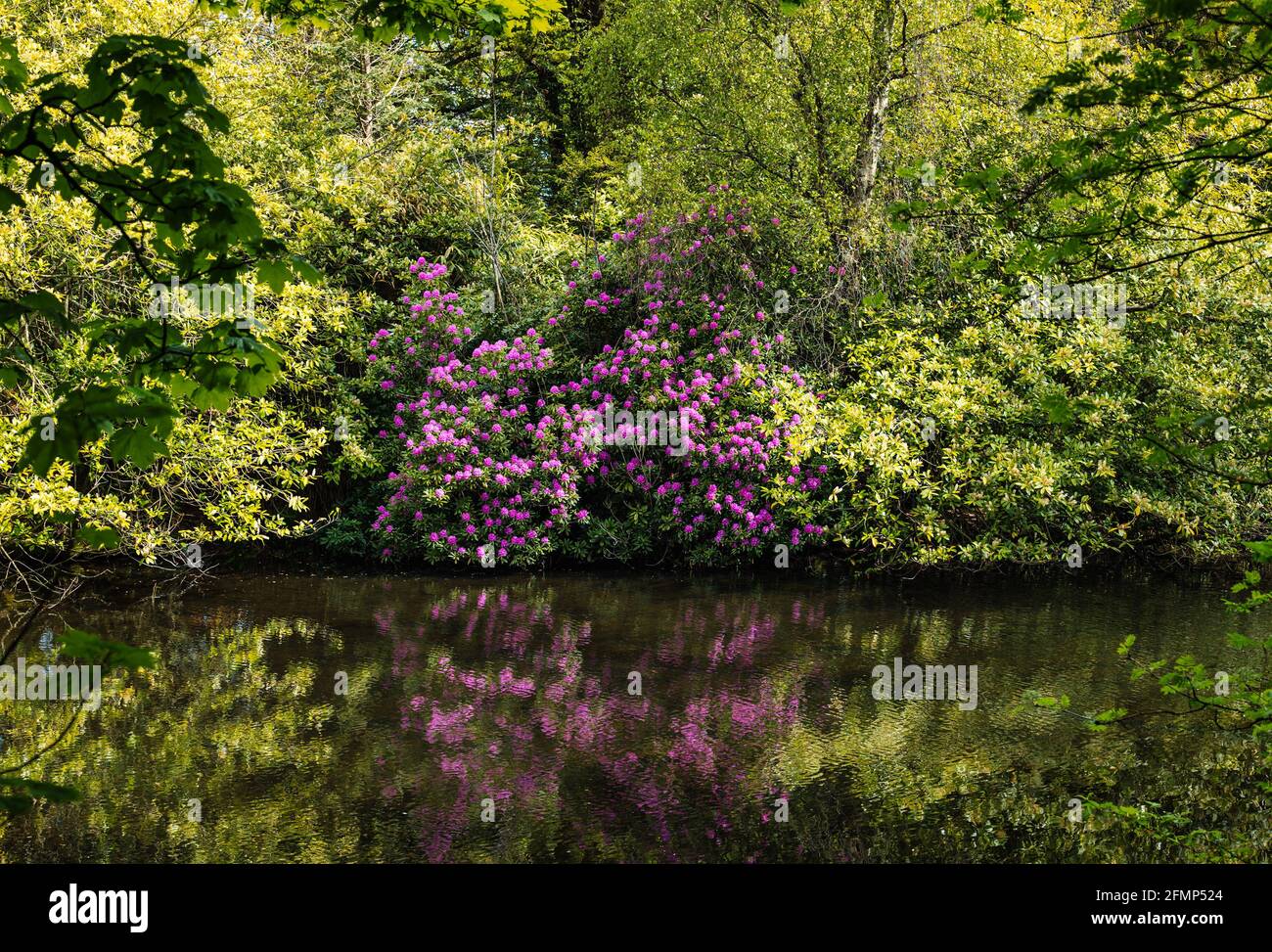 East Lothian, Écosse, Royaume-Uni, 11 mai 2021. Météo au Royaume-Uni : le soleil au lac Smeaton brille sur les couleurs des fleurs de rhododendron pourpres et des nouvelles feuilles sur les arbres ornementaux matures autour du lac reflétés dans l'eau Banque D'Images