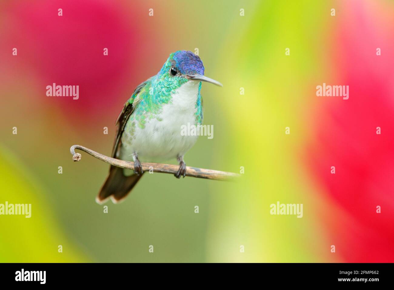 Hummingbird de Colombie. Emeraude andine, Amazilia franciae, avec fleur rouge rose, fond vert clair, Colombie. Scène sauvage de la nature. Hum Banque D'Images