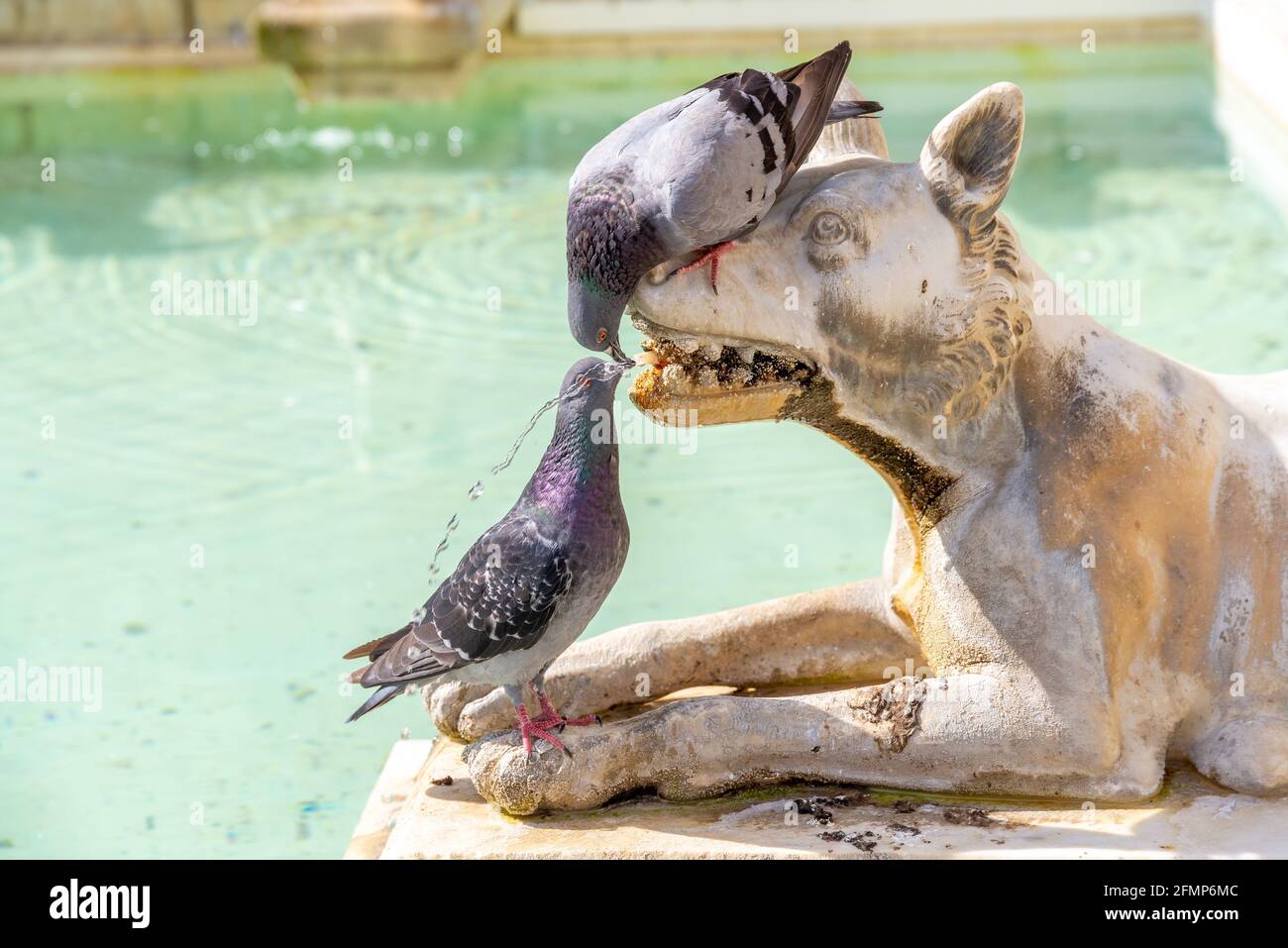 Deux pigeons boivent du museau de chien Banque D'Images