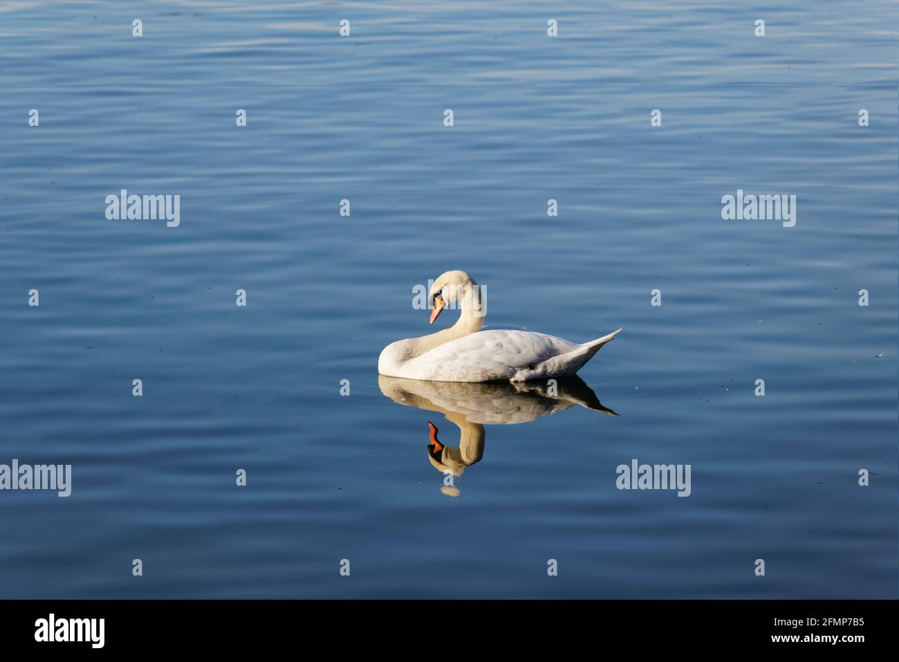 le cygne blanc nage le soir sous le soleil sur un lac bleu, bientôt il est au coucher, sans personnes Banque D'Images