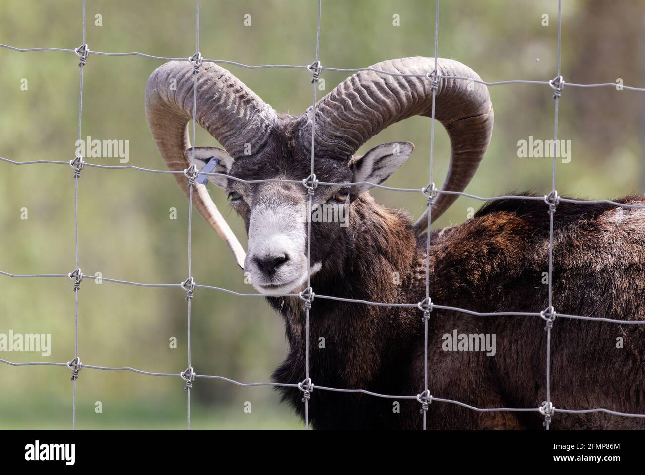 le mouflon européen brun-noir derrière la clôture en fil métallique regarde directement dans la caméra, le jour Banque D'Images