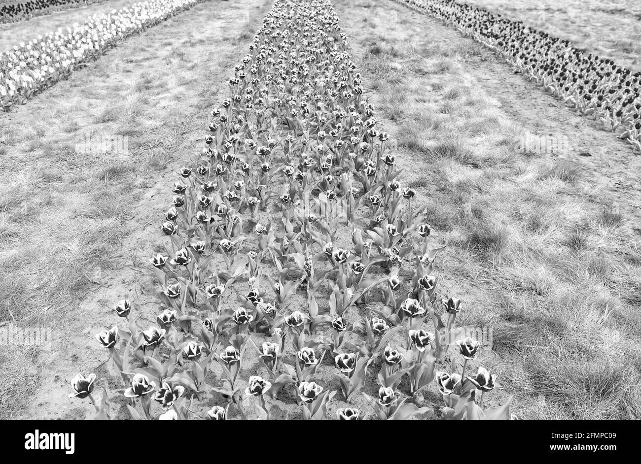 plantation extérieure. harmonie dans la méditation. la nature est l'homme anti-stress. Magnifiques champs de tulipes de couleur. Hollande au printemps. Champ coloré de tulipes Banque D'Images