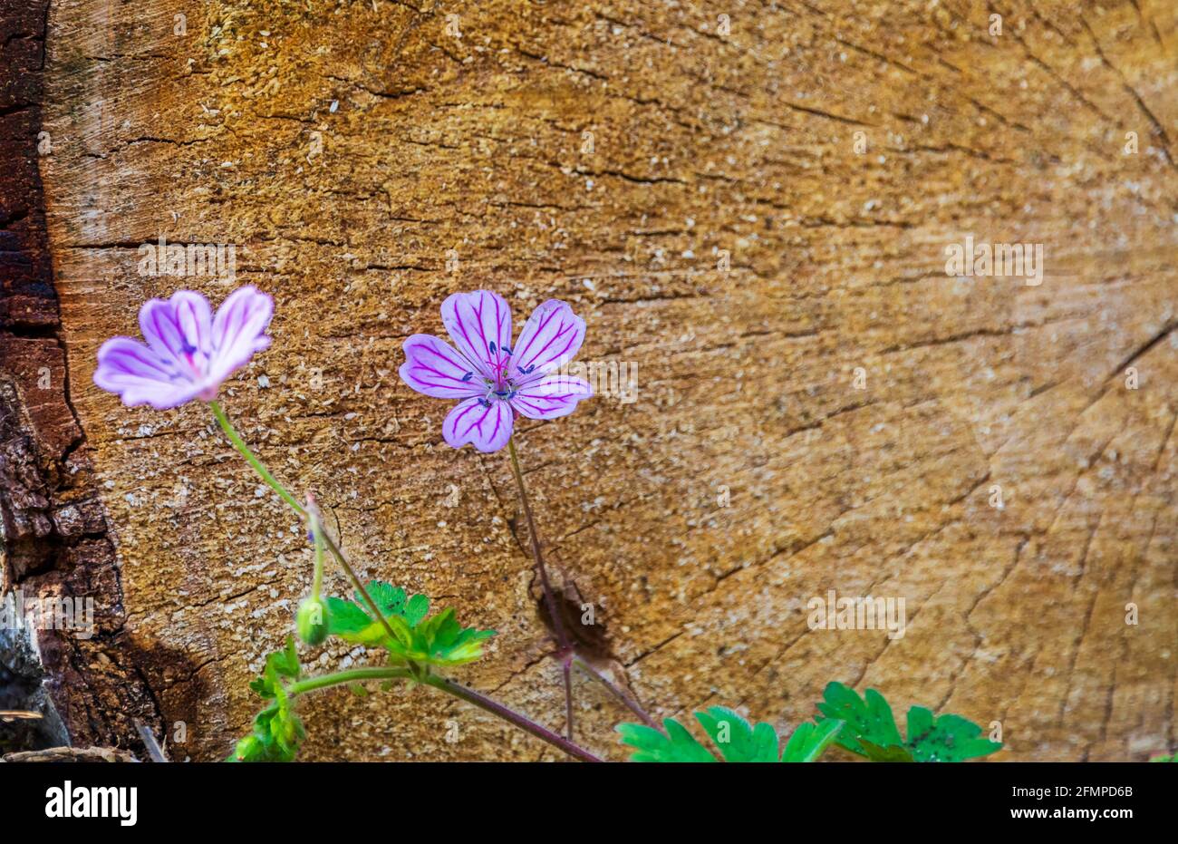 Fleur de géranium de forêt au printemps Banque D'Images