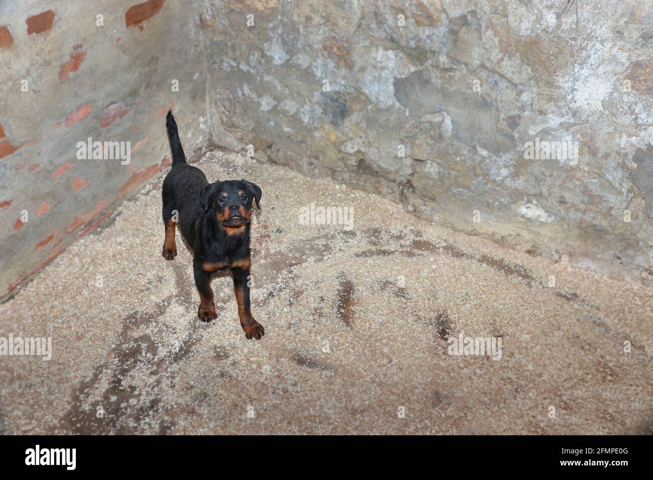 Vue en grand angle d'un chiot Rottweiler regardant l'appareil photo Banque D'Images