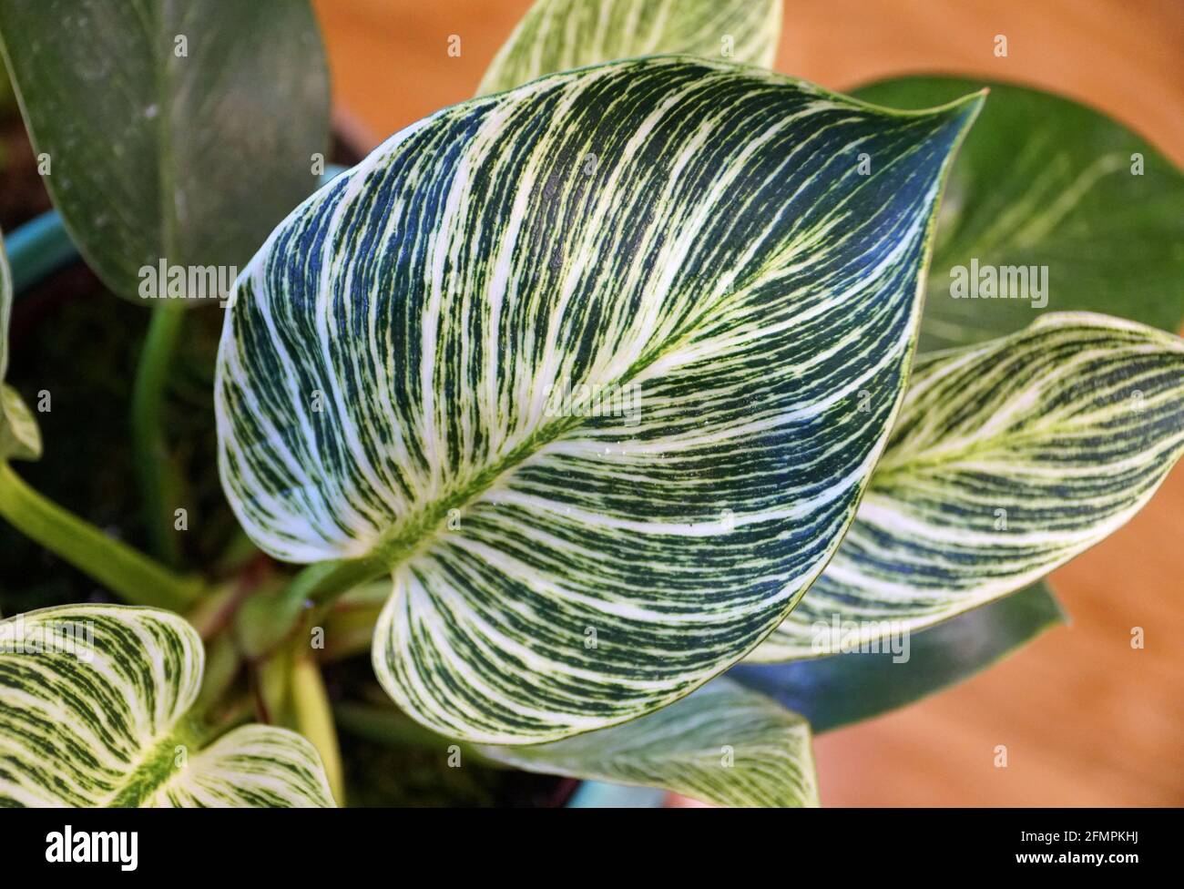 Feuilles de Philodendron Birkin, vert et blanc Photo Stock - Alamy