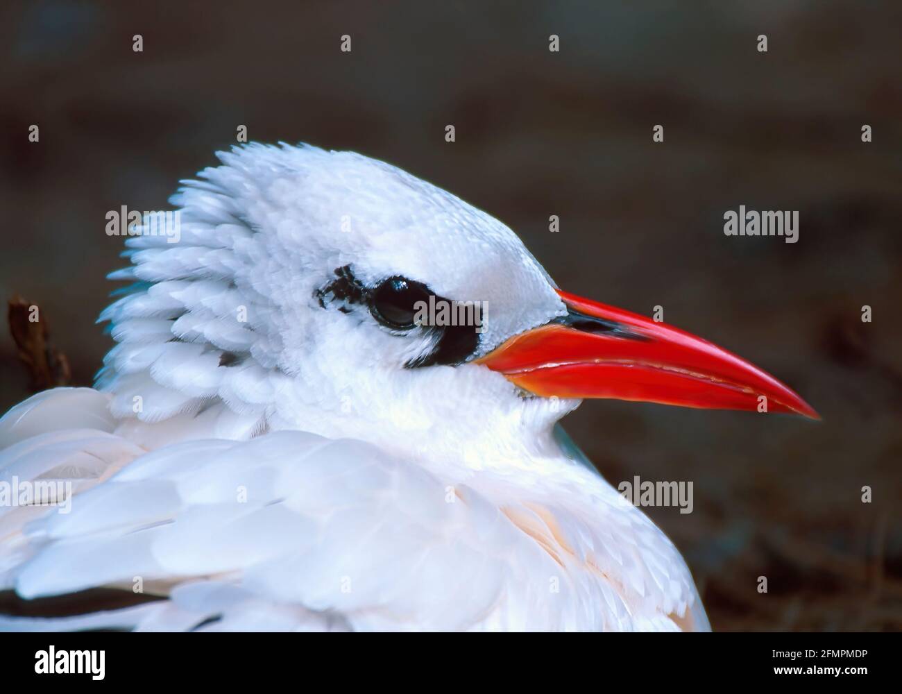 Oiseau tropique à queue rouge BI002179 Banque D'Images