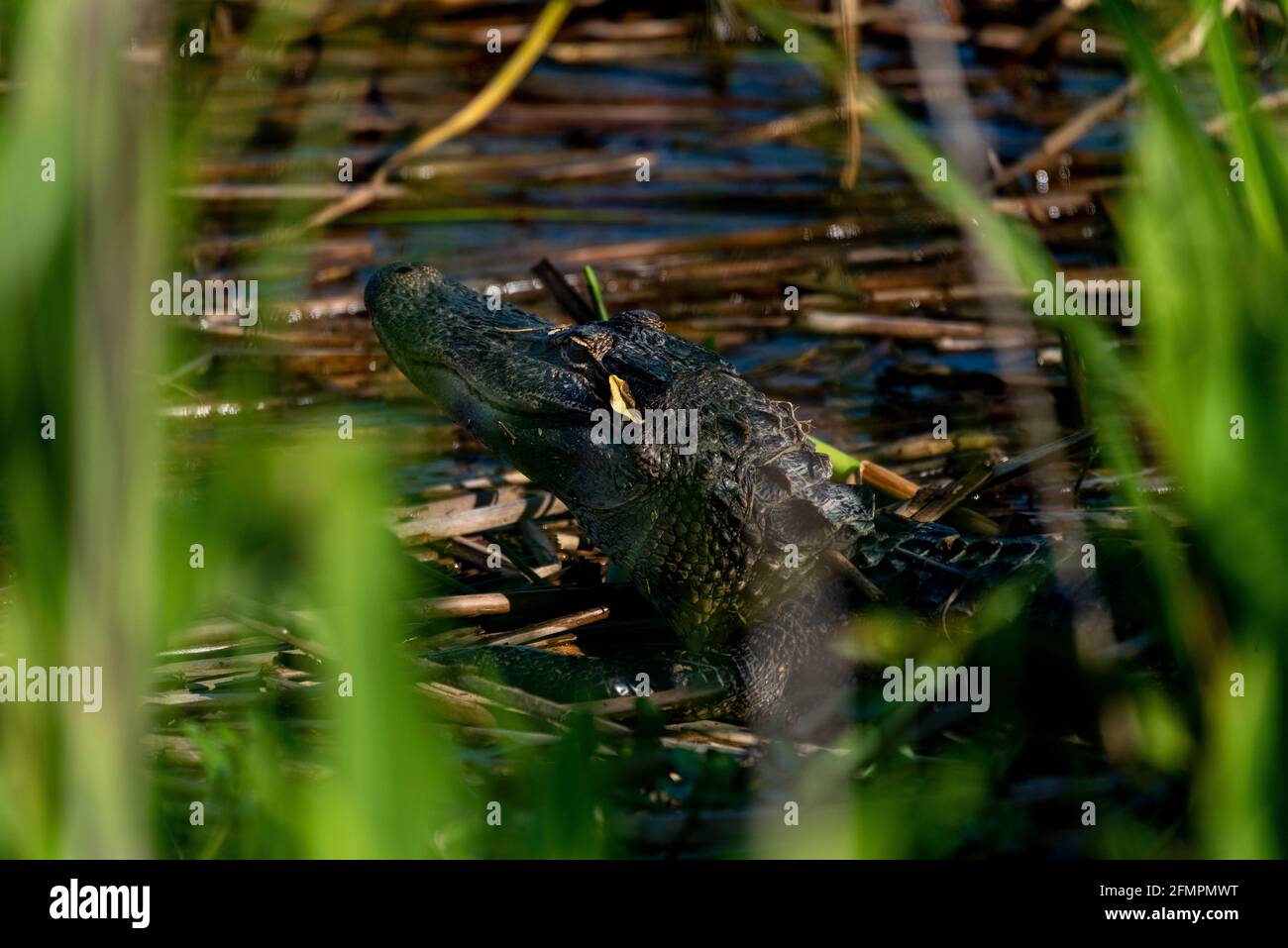 Un alligator juvénile se couche au soleil au parc national de Meaher, en Alabama, le 10 mai 2021. Banque D'Images