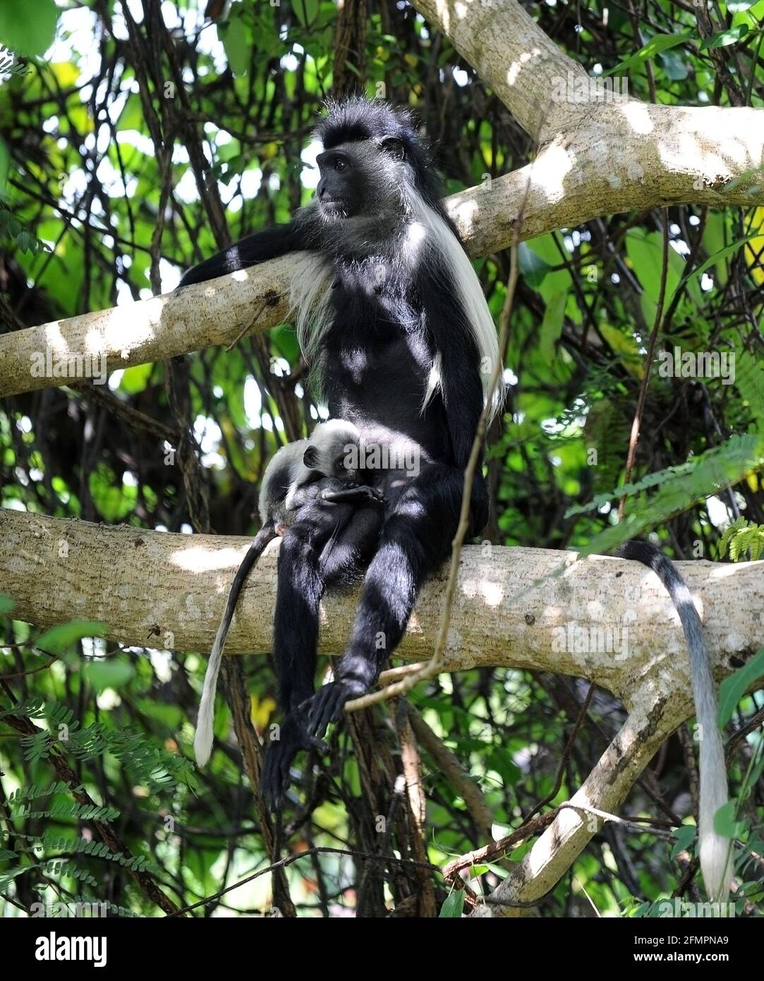 Kenya Afrique singes colobus Banque D'Images