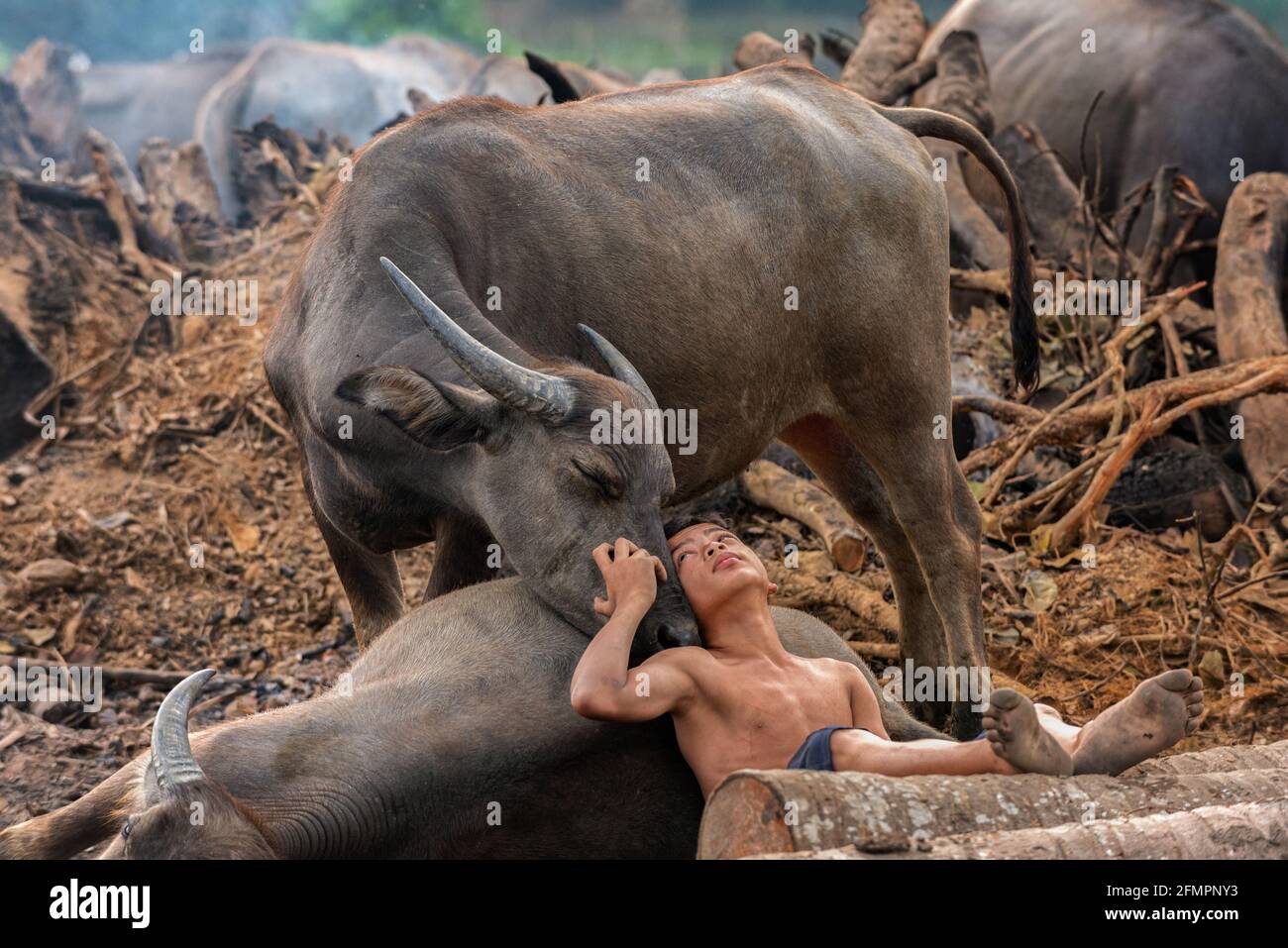 Le buffle suit Shukor autour de pining pour l'attention. TERENGGANU, MALAISIE : RENCONTREZ LE jeune chuchoteur DE BUFFALO qui partage un lien spécial avec ces mag Banque D'Images