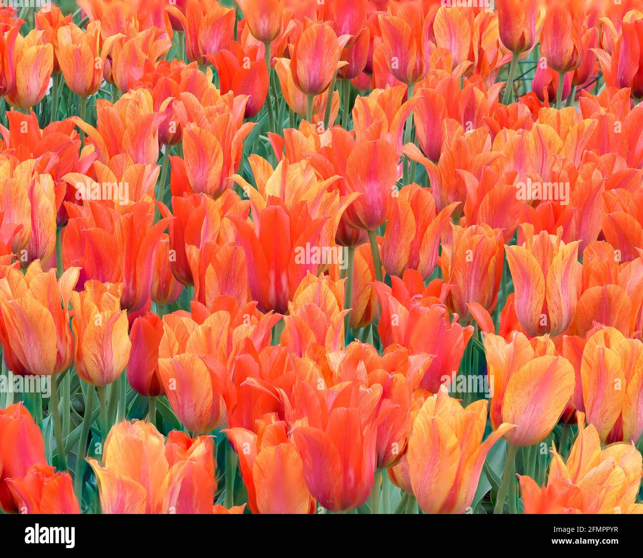 Gros plan de nombreux tulipes rouges orange aux jardins de Windmill Island en Hollande, Michigan Banque D'Images